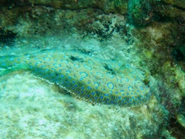 Peacock Flounder IMG 6055